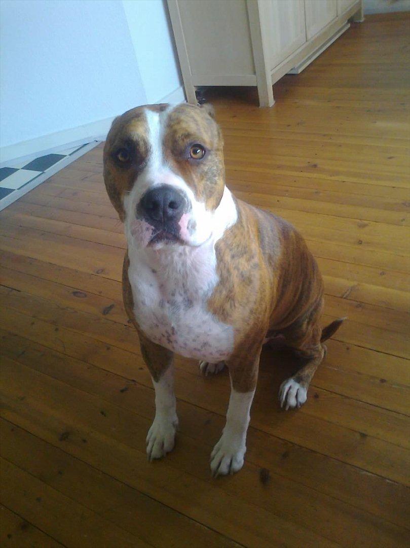 Amerikansk staffordshire terrier Ludvig - Ludvig 04 sep 2011 billede 1