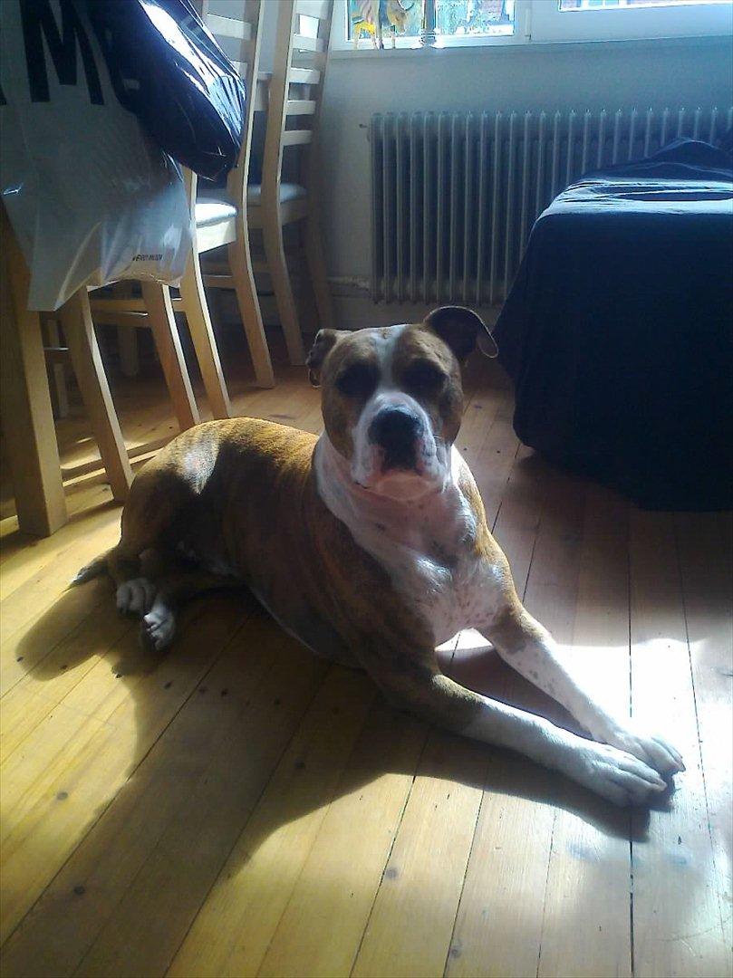 Amerikansk staffordshire terrier Ludvig - Lige været i bad  billede 13