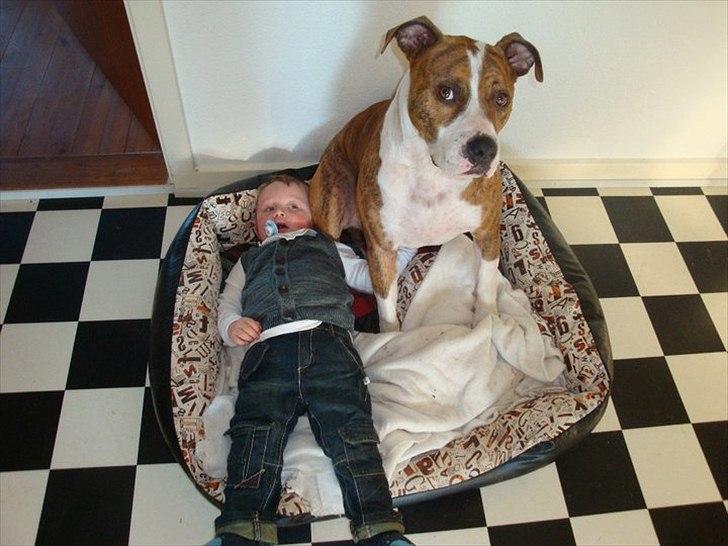 Amerikansk staffordshire terrier Ludvig - Lillebror og storebror billede 14