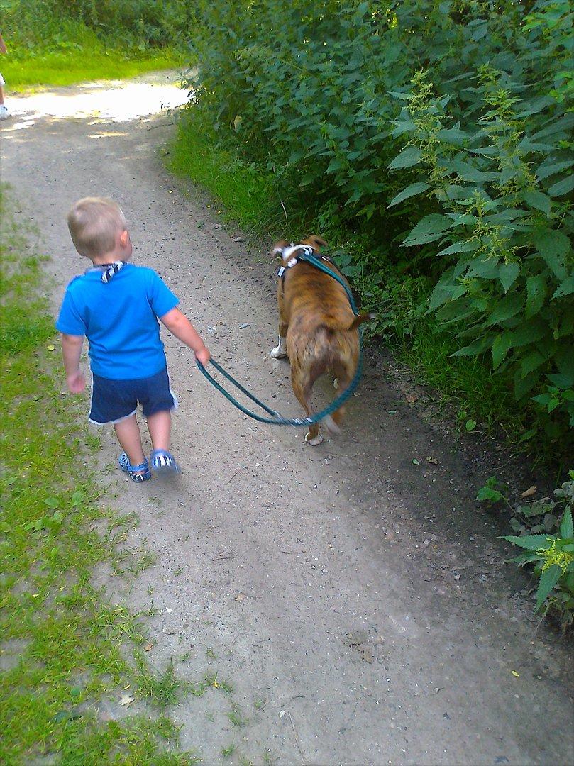 Amerikansk staffordshire terrier Ludvig - Lige ude og gå en tur i skoven  billede 15