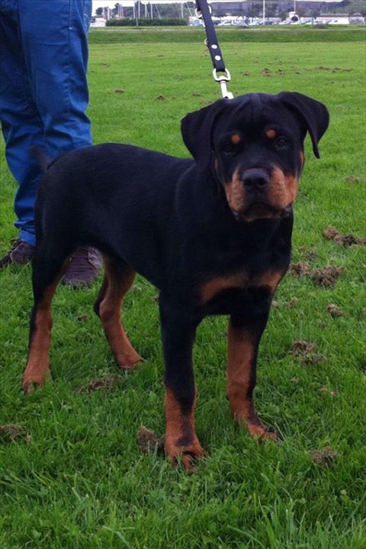 Rottweiler Manse billede 1