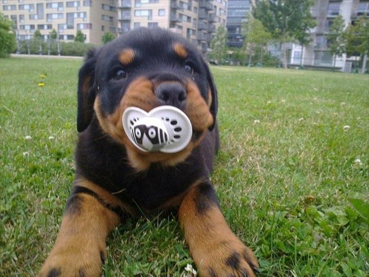 Rottweiler Manse billede 2