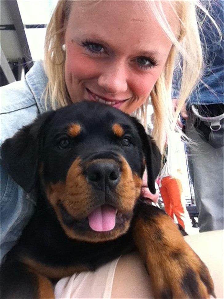 Rottweiler Manse billede 4