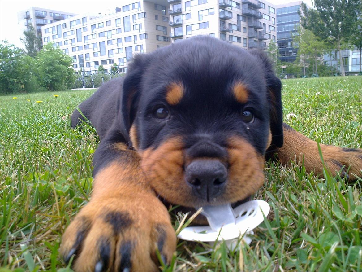 Rottweiler Manse billede 5