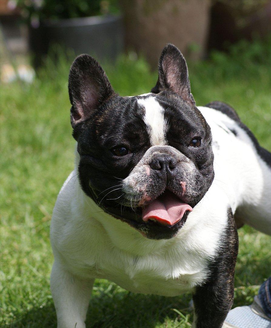 Fransk bulldog Charlie - Grumpy billede 1