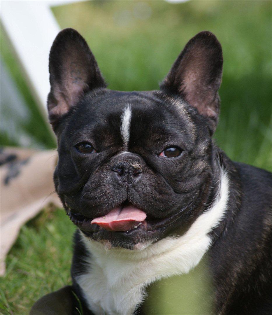 Fransk bulldog Cæsar billede 1