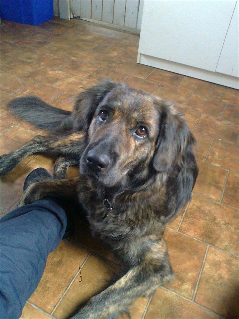 Blanding af racer Dina billede 12