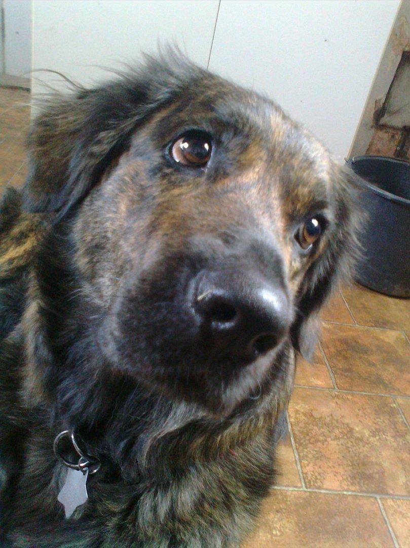 Blanding af racer Dina billede 3