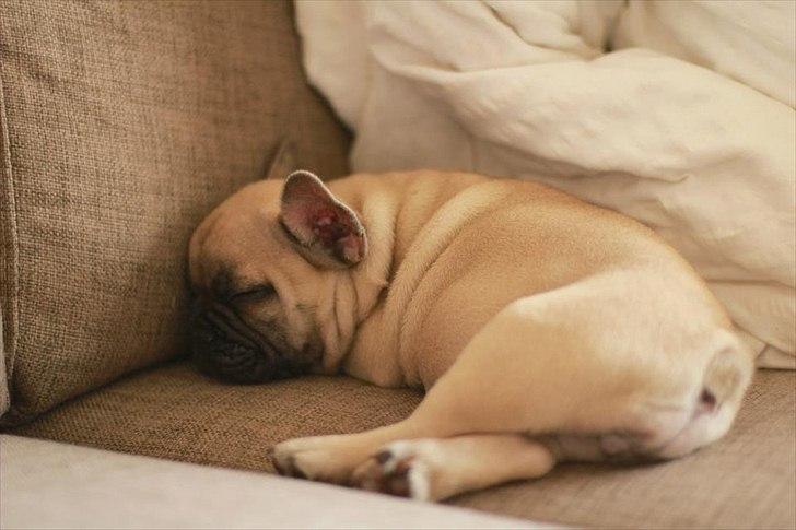 Fransk bulldog Clara - træt lille dame :-) billede 9