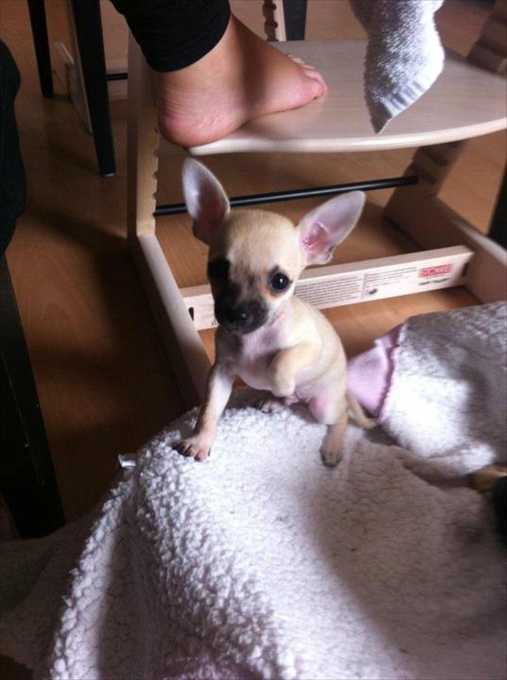 Blanding af racer Eddie. - Sådan sidder jeg ALTID når jeg gerne vil nusses på maven...  billede 1