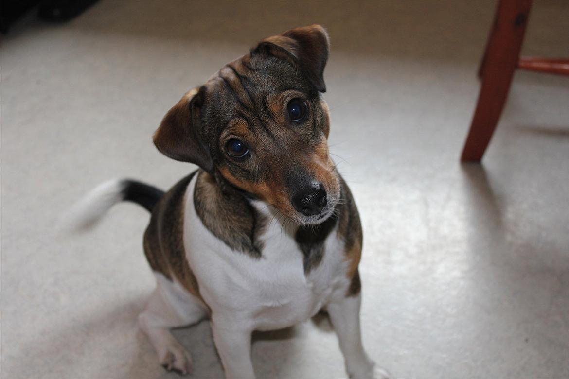 Jack russell terrier Chef - Er jeg ikke bare sød? :o) billede 1