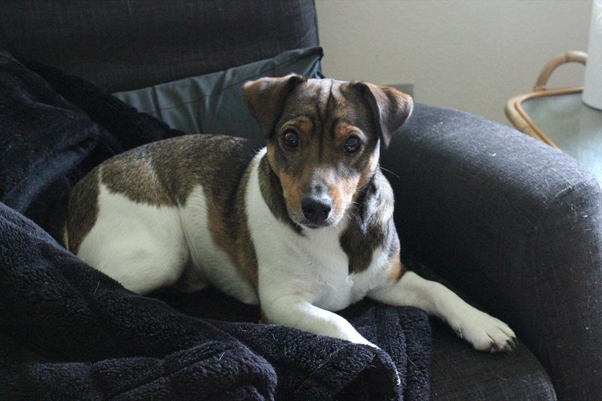 Jack russell terrier Chef billede 2