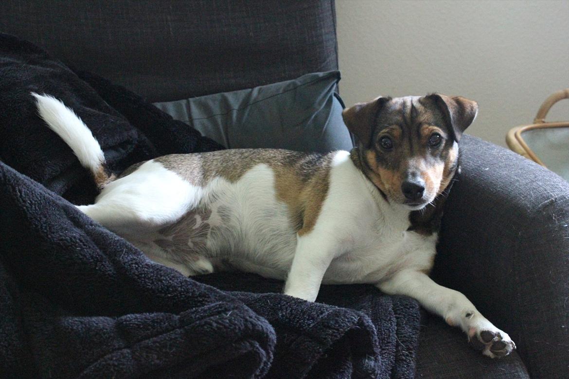 Jack russell terrier Chef billede 4