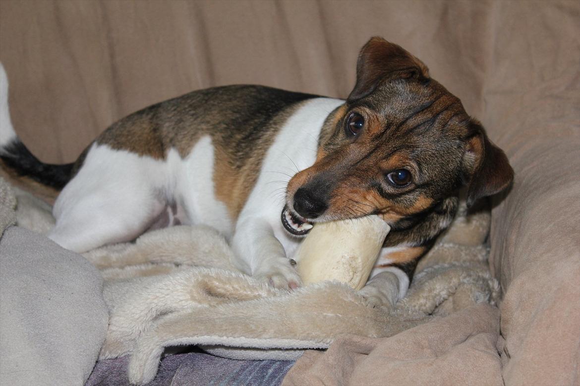 Jack russell terrier Chef - Mmmh kødben :o) billede 5