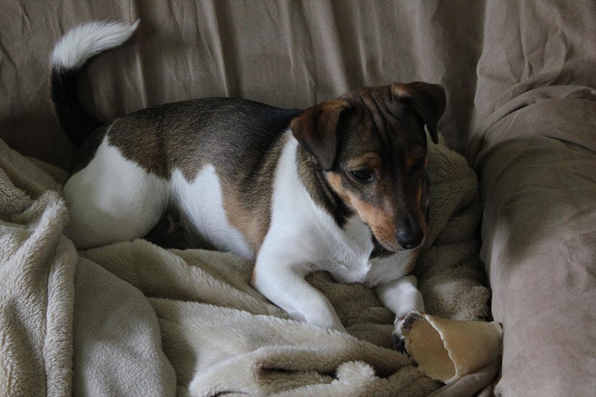 Jack russell terrier Chef billede 3