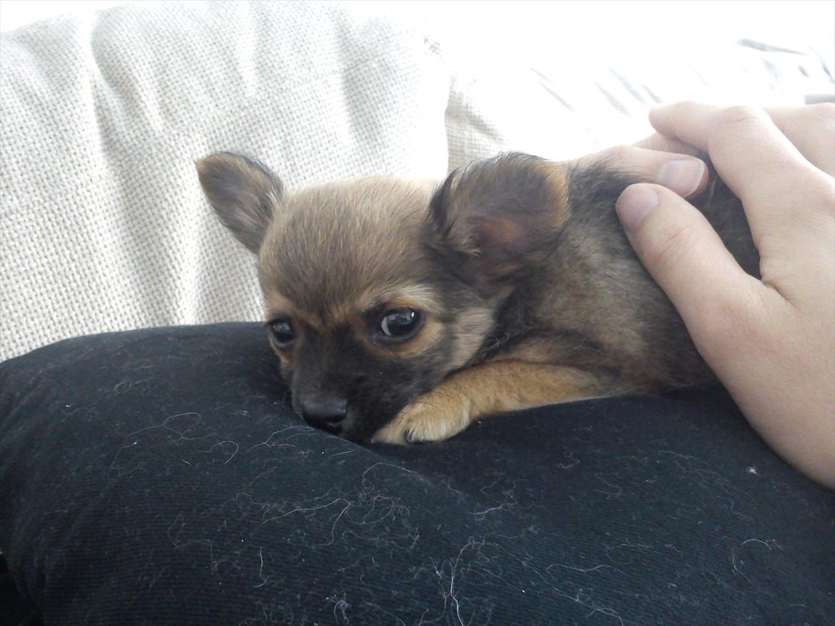 Chihuahua Charlie billede 6