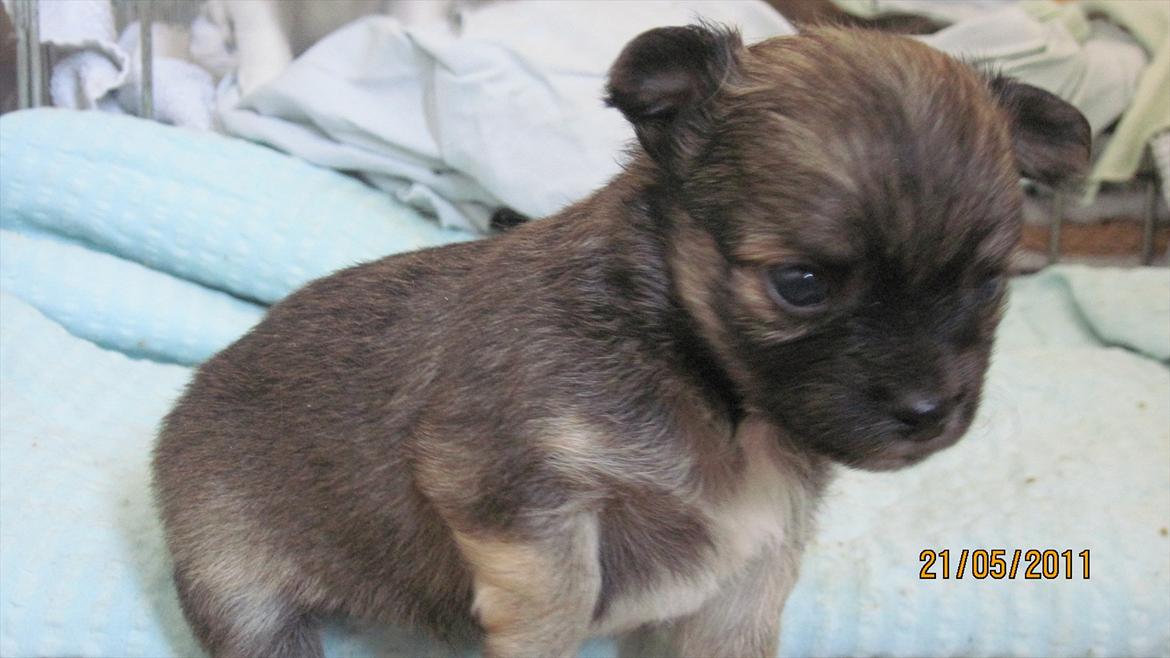 Chihuahua Charlie billede 7