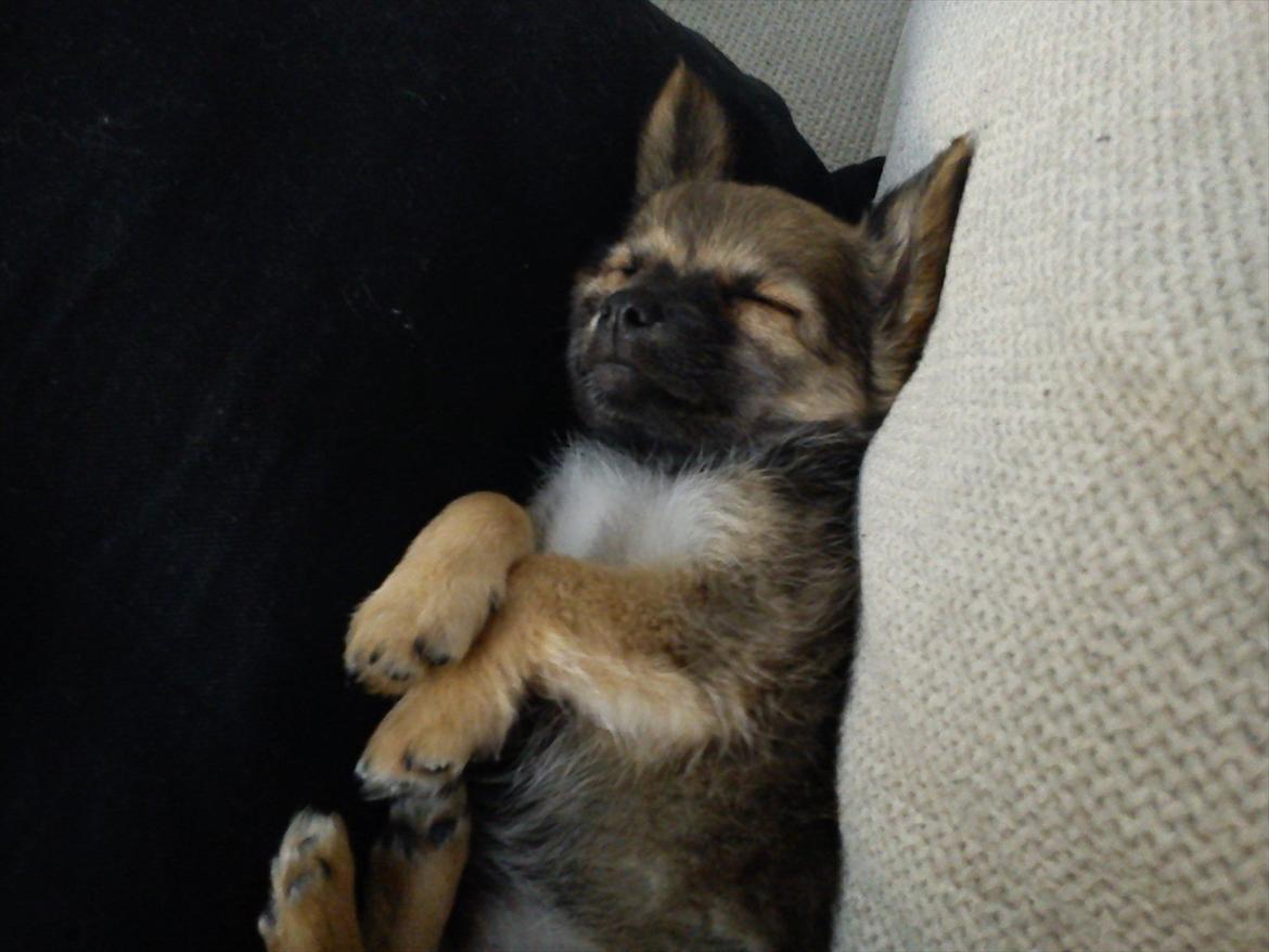 Chihuahua Charlie billede 5