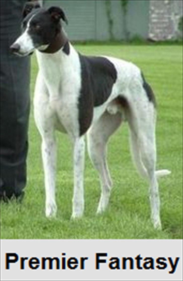 Greyhound Stouke Thunder - Thunders far, Premier Fantasy :) billede 9