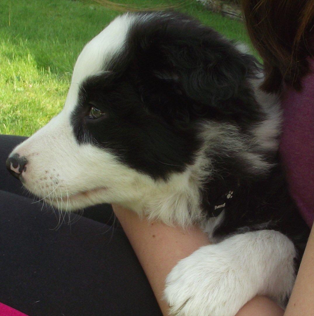 Border collie Balto - Lille men skøn!! billede 6