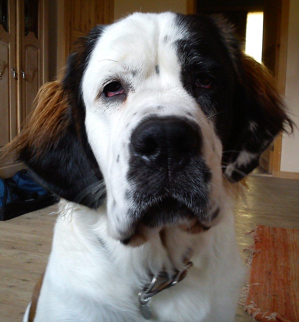 Blanding af racer Cleo billede 12