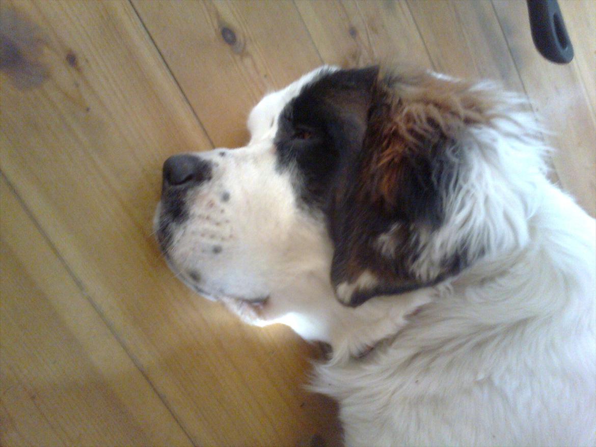 Blanding af racer Cleo billede 13