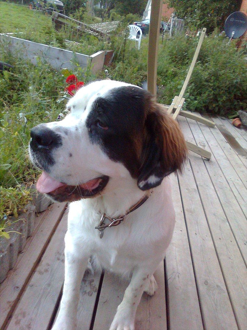 Blanding af racer Cleo billede 14