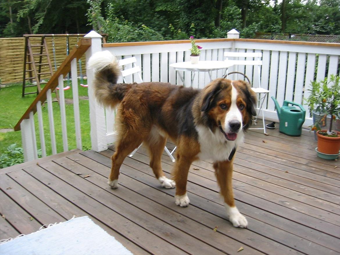 Blanding af racer Sofus R.I.P sept 2014 - Da han var 2 år gammel :D billede 3