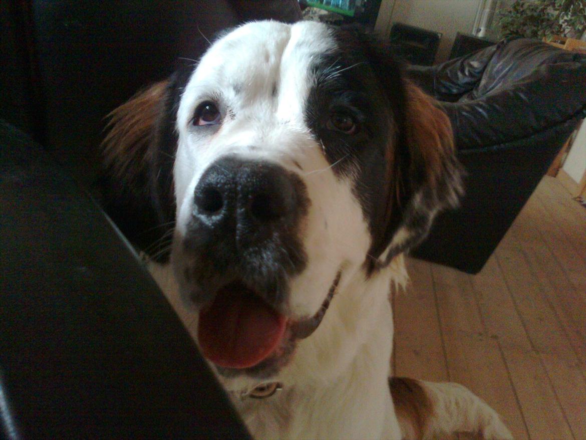 Blanding af racer Cleo billede 15