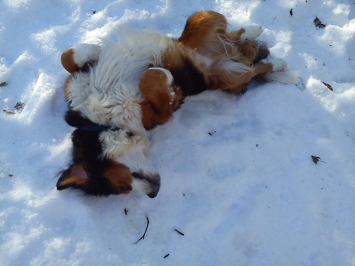 Blanding af racer Sofus R.I.P sept 2014 billede 4