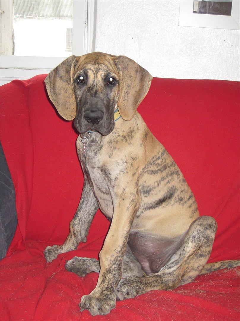 Grand danois Annabell billede 15