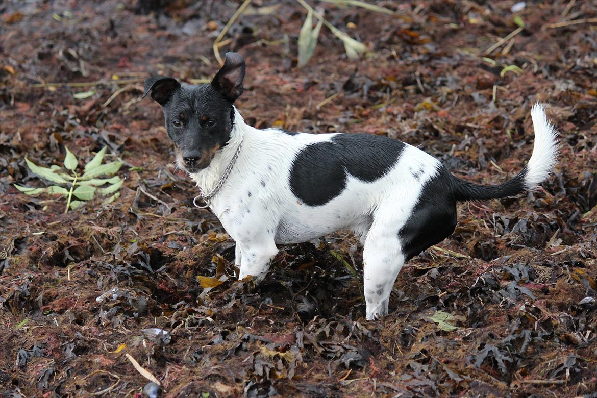 Dansk svensk gaardhund Rocky billede 1