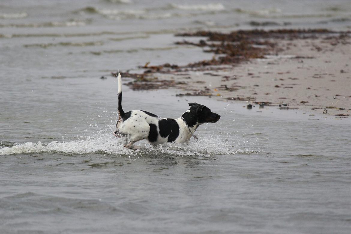 Dansk svensk gaardhund Rocky billede 4