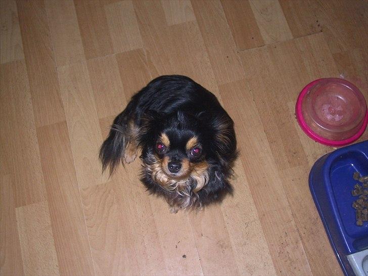 Chihuahua beauty billede 9