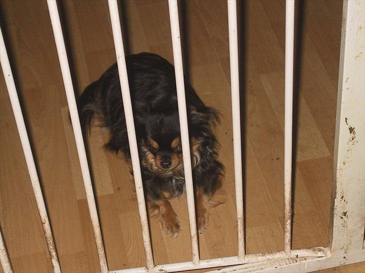 Chihuahua beauty billede 10