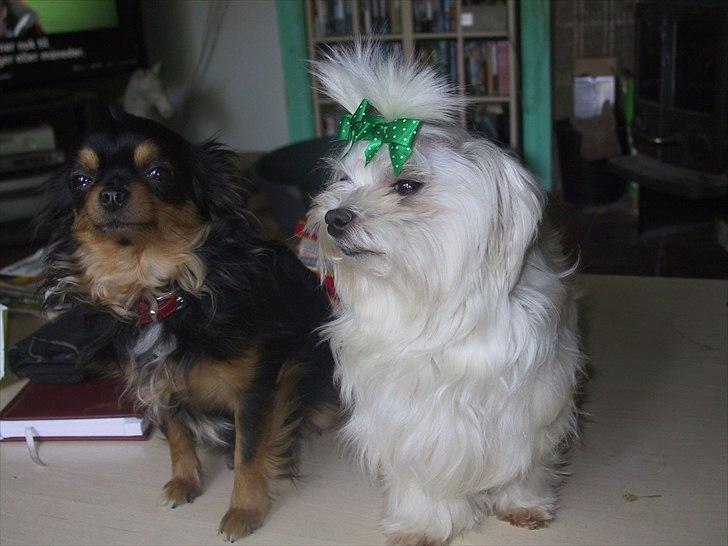 Chihuahua beauty - beauty og hendes ven emma billede 11