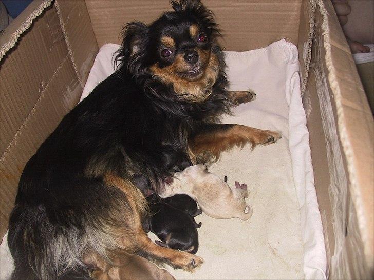 Chihuahua beauty - beauty og hendes børn 2 dage gamle billede 12