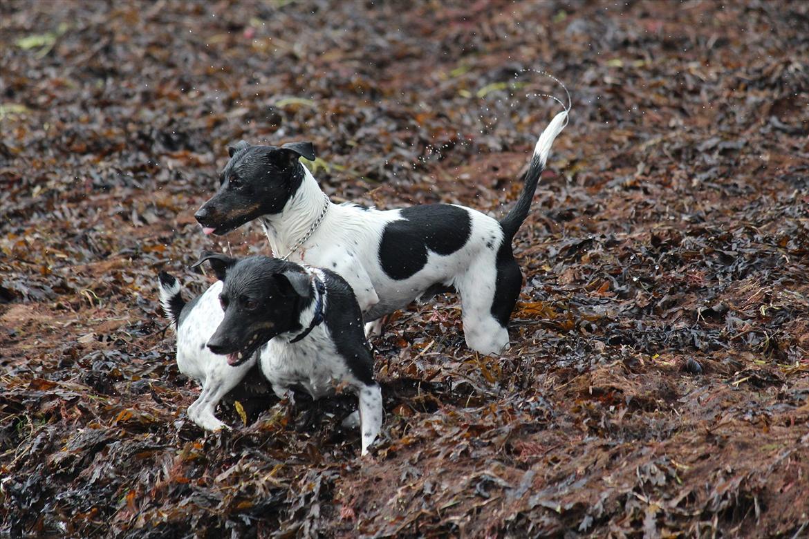 Dansk svensk gaardhund Rocky billede 6