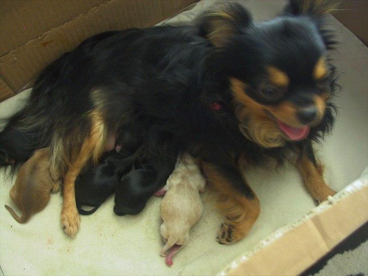 Chihuahua beauty billede 13