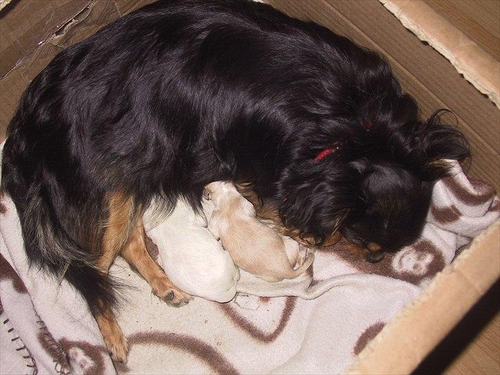 Chihuahua beauty billede 14