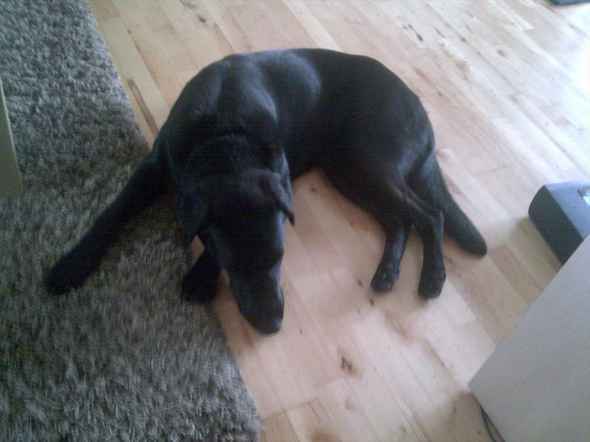 Blanding af racer Rex billede 5