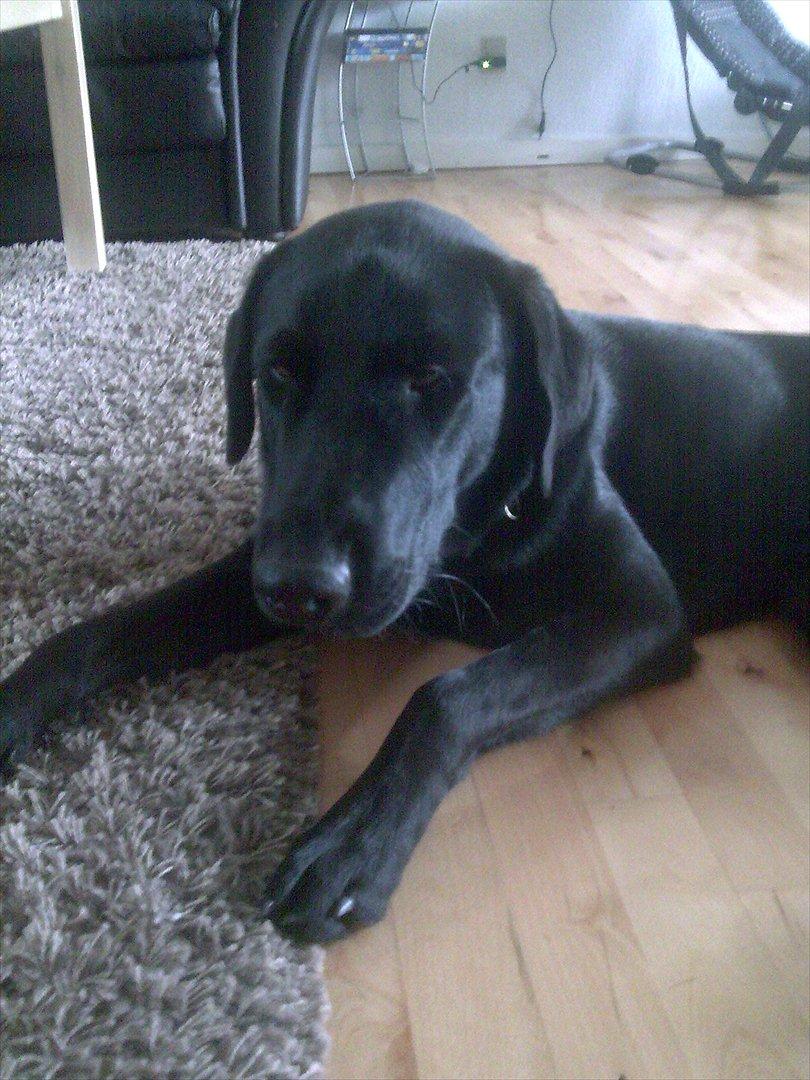 Blanding af racer Rex billede 1