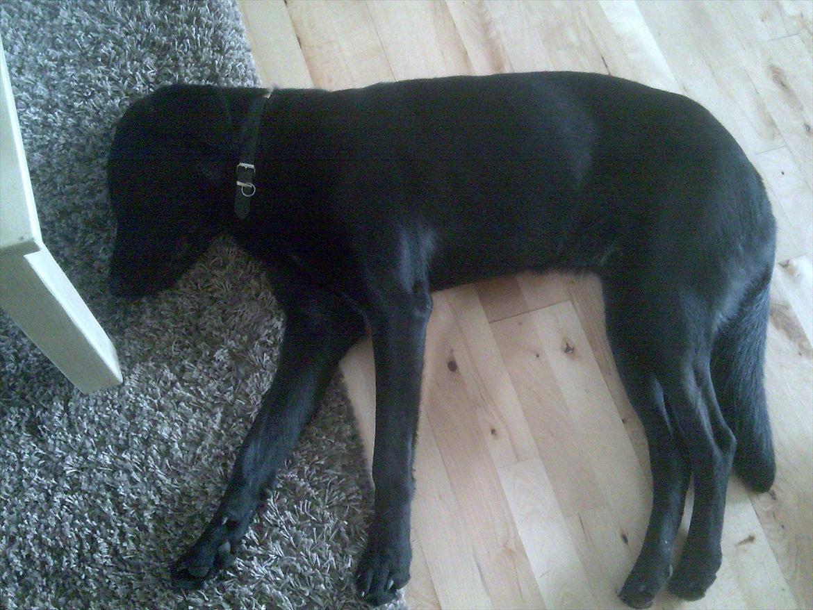 Blanding af racer Rex billede 2