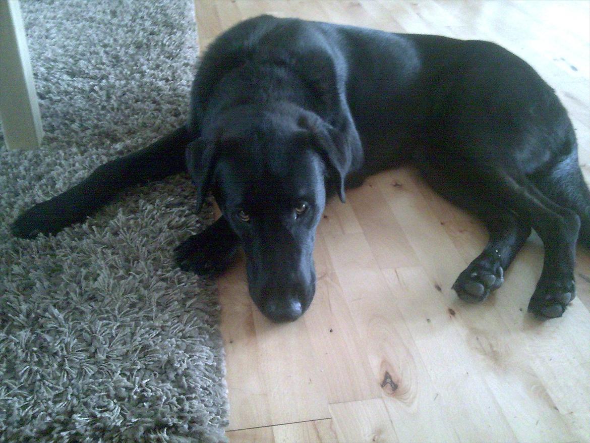 Blanding af racer Rex billede 3