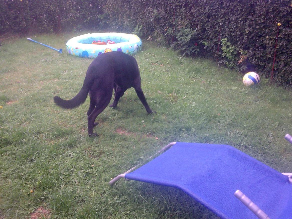 Blanding af racer Rex billede 4