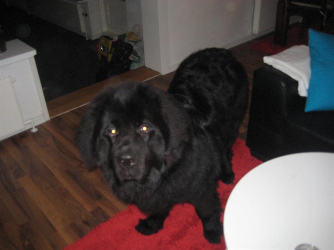 Newfoundlænder Ivan - Ivan 10måneder billede 2