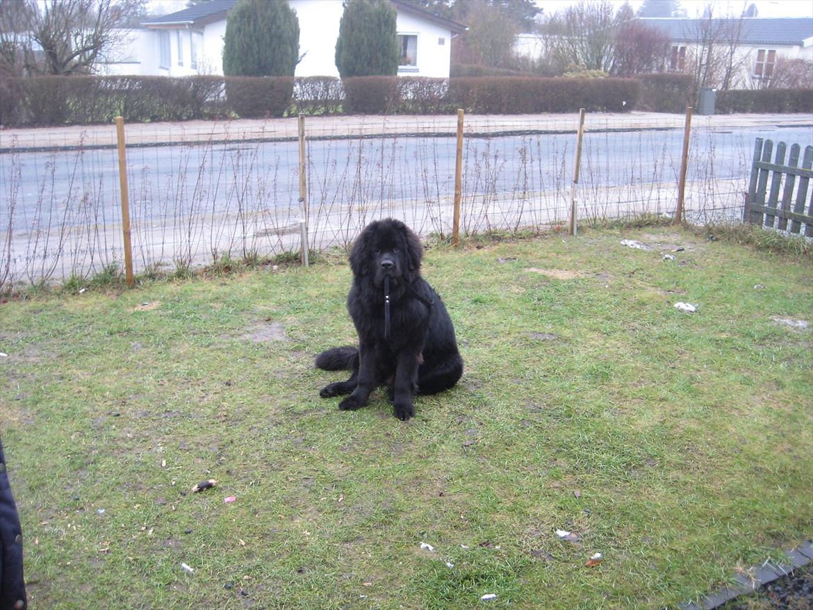 Newfoundlænder Ivan - "Skulle vi ikke ud at gå?" billede 3