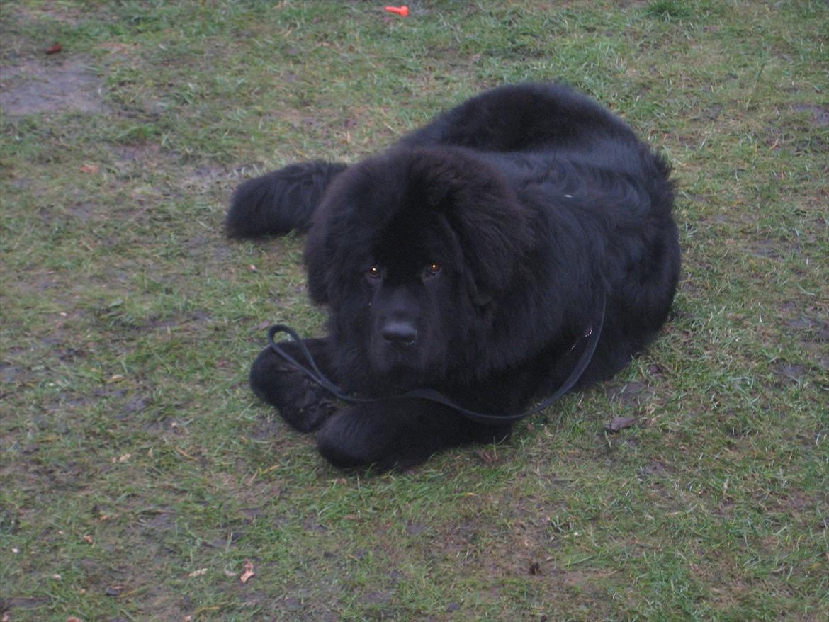 Newfoundlænder Ivan billede 4