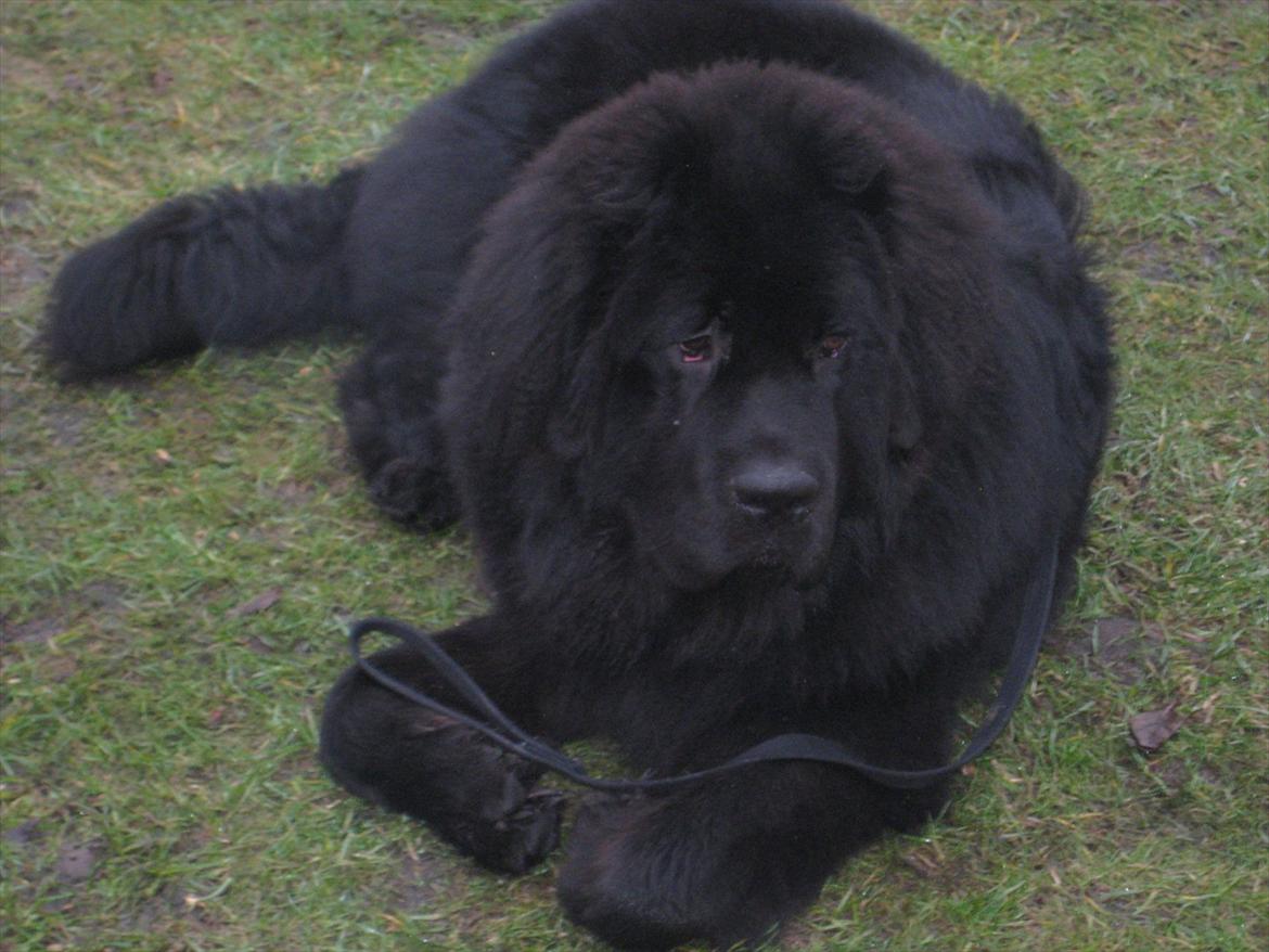 Newfoundlænder Ivan billede 5