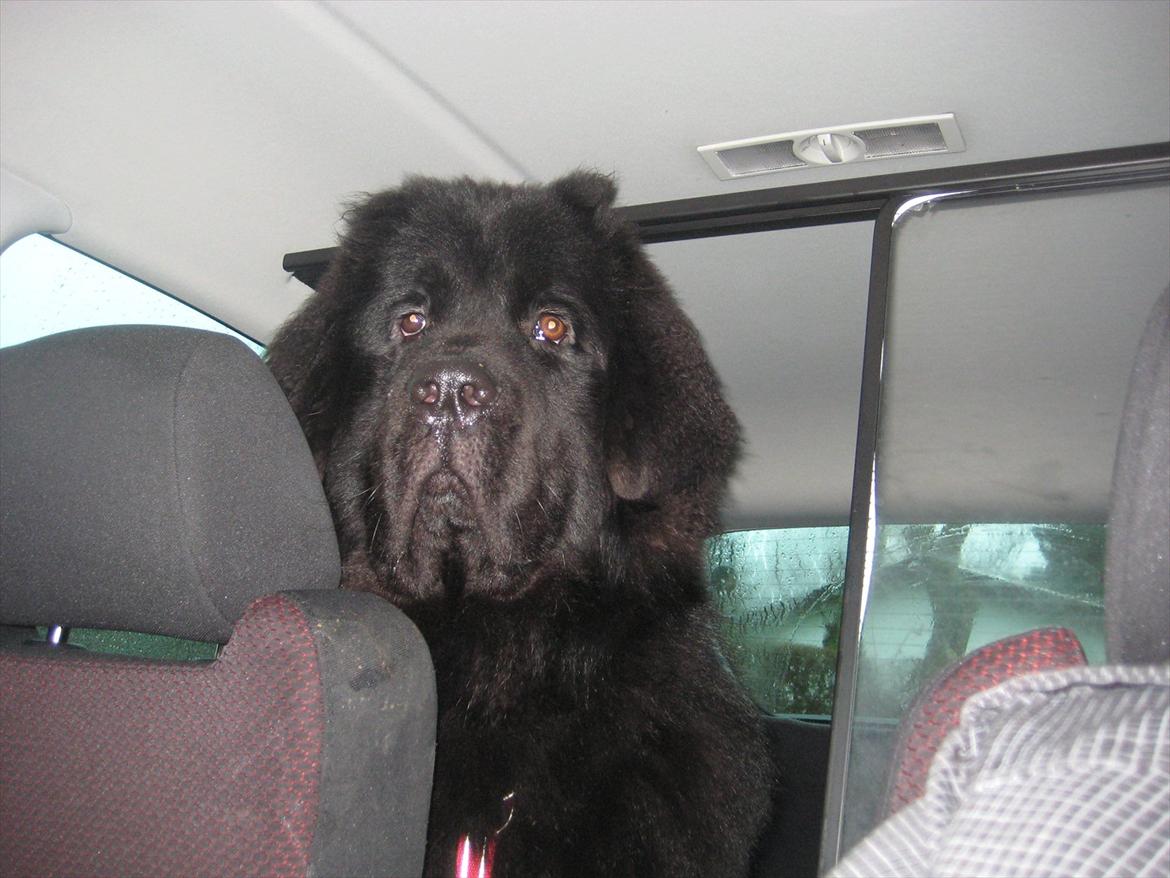 Newfoundlænder Ivan billede 6